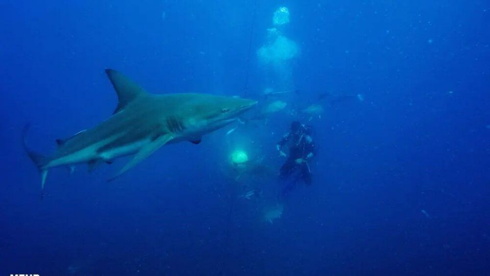 دنیای اعماق اقیانوس از نگاه عکاسان دنیای اعماق اقیانوس از نگاه عکاسان
