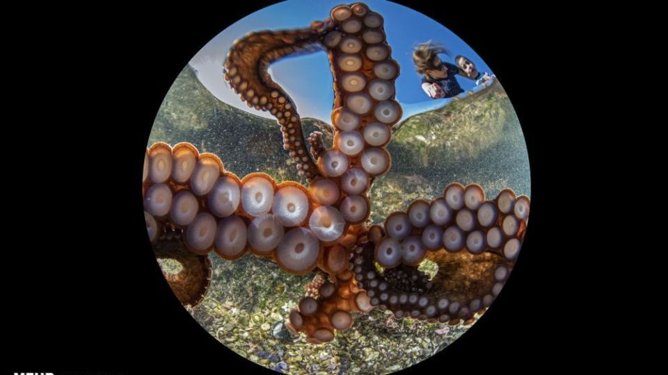 دنیای اعماق اقیانوس از نگاه عکاسان دنیای اعماق اقیانوس از نگاه عکاسان