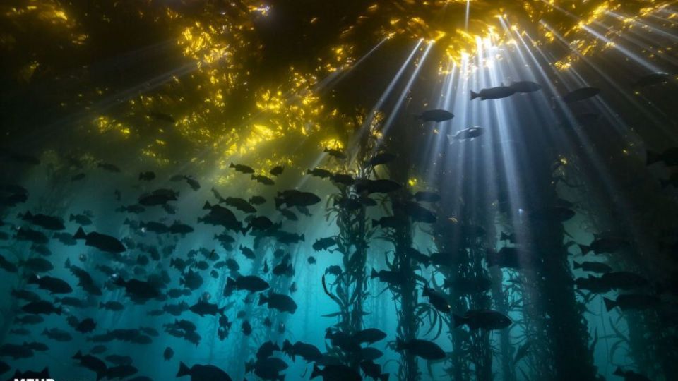 دنیای اعماق اقیانوس از نگاه عکاسان دنیای اعماق اقیانوس از نگاه عکاسان