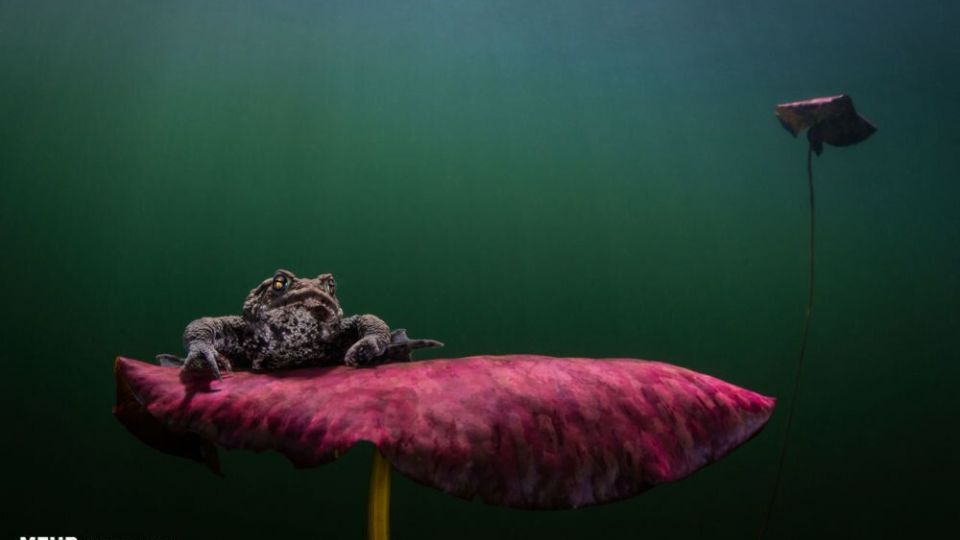 دنیای اعماق اقیانوس از نگاه عکاسان دنیای اعماق اقیانوس از نگاه عکاسان