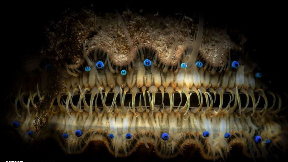 دنیای اعماق اقیانوس از نگاه عکاسان دنیای اعماق اقیانوس از نگاه عکاسان