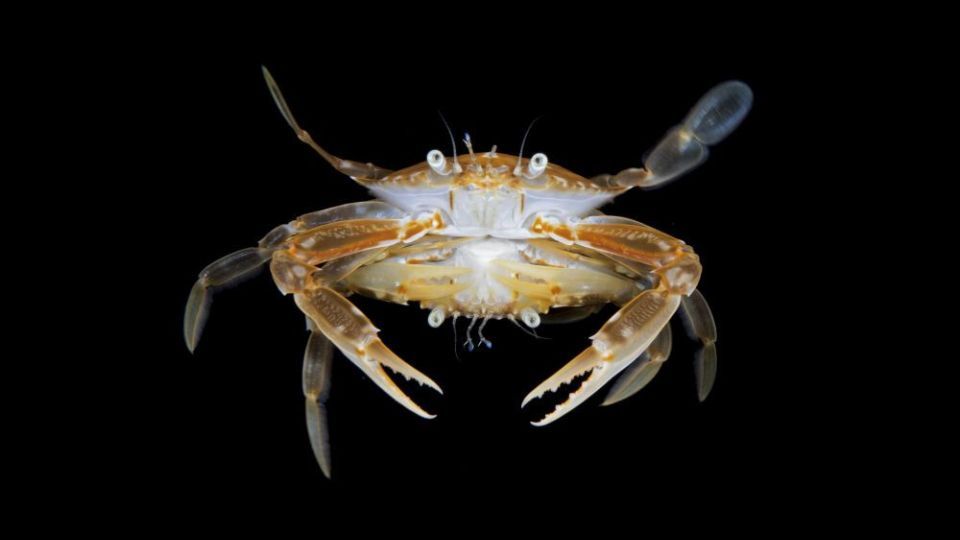 دنیای اعماق اقیانوس از نگاه عکاسان دنیای اعماق اقیانوس از نگاه عکاسان