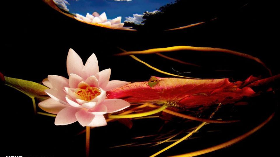 دنیای اعماق اقیانوس از نگاه عکاسان دنیای اعماق اقیانوس از نگاه عکاسان