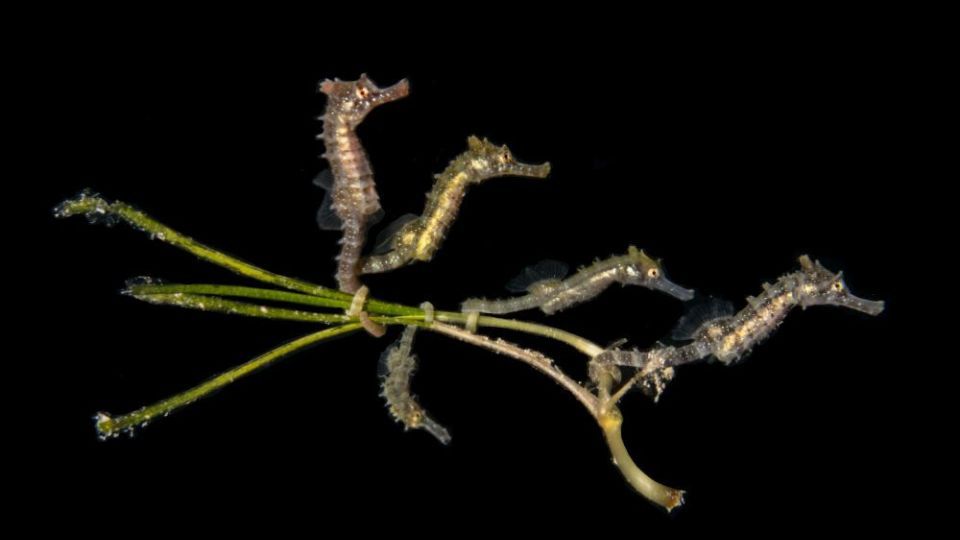 دنیای اعماق اقیانوس از نگاه عکاسان دنیای اعماق اقیانوس از نگاه عکاسان