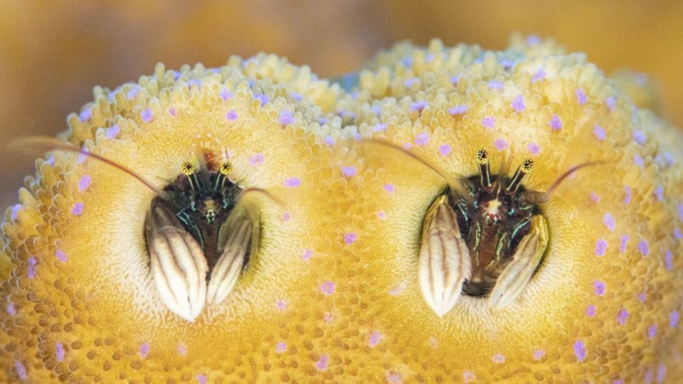 دنیای اعماق اقیانوس از نگاه عکاسان دنیای اعماق اقیانوس از نگاه عکاسان