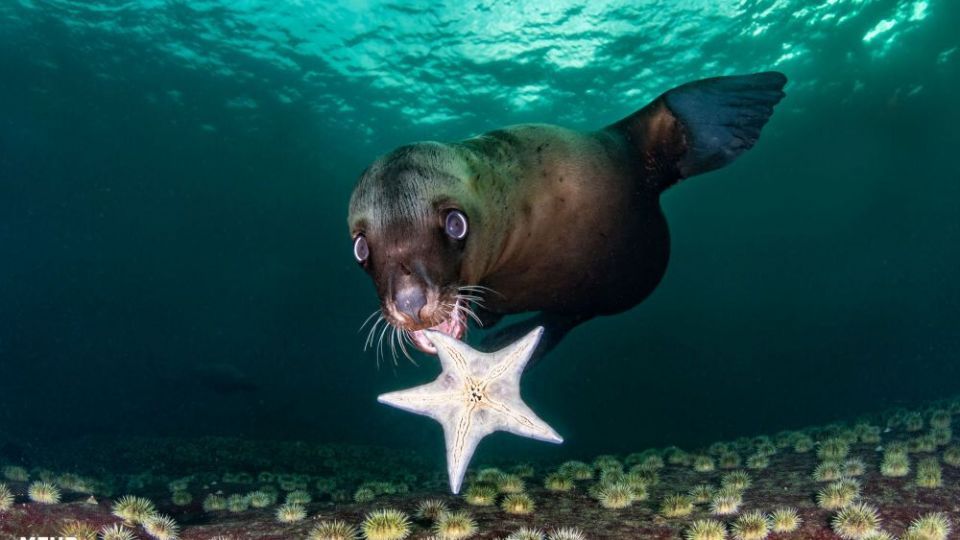 دنیای اعماق اقیانوس از نگاه عکاسان دنیای اعماق اقیانوس از نگاه عکاسان