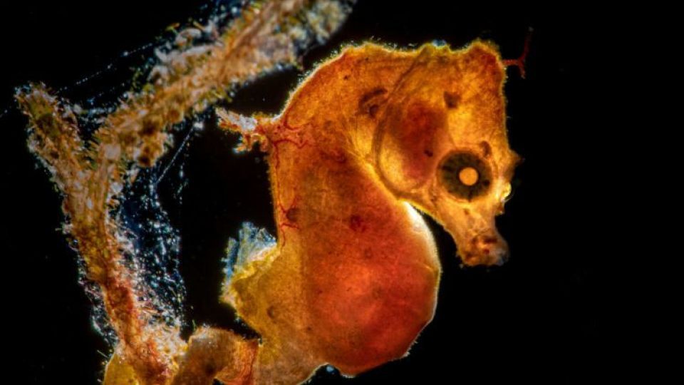 دنیای اعماق اقیانوس از نگاه عکاسان دنیای اعماق اقیانوس از نگاه عکاسان