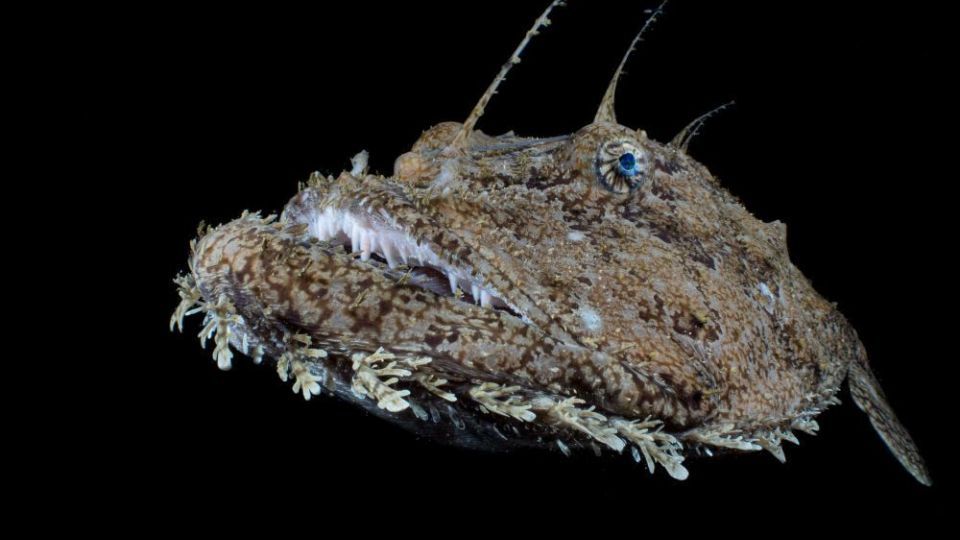 دنیای اعماق اقیانوس از نگاه عکاسان دنیای اعماق اقیانوس از نگاه عکاسان