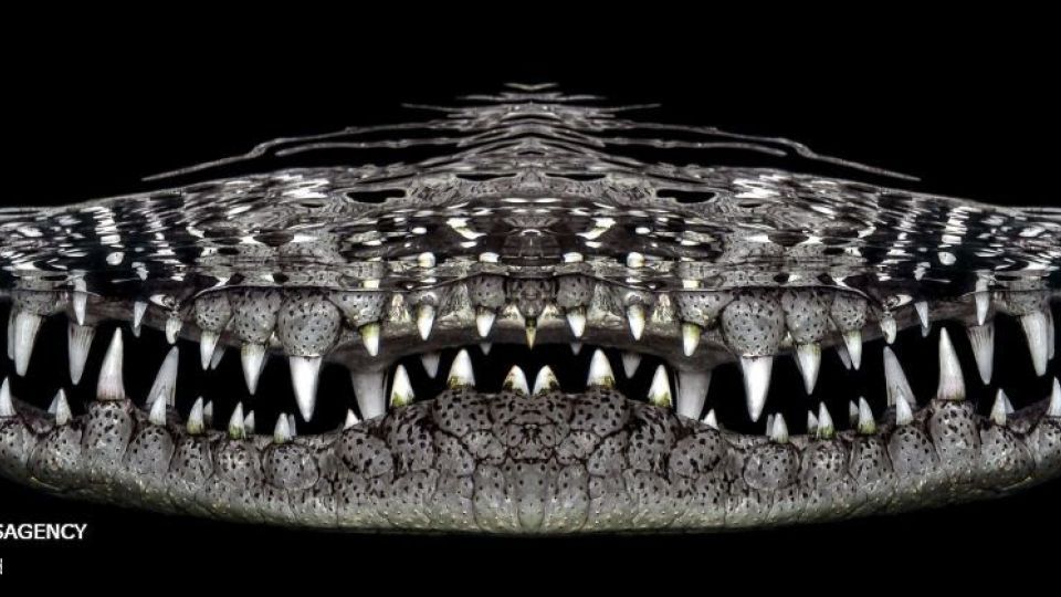 دنیای اعماق اقیانوس از نگاه عکاسان دنیای اعماق اقیانوس از نگاه عکاسان