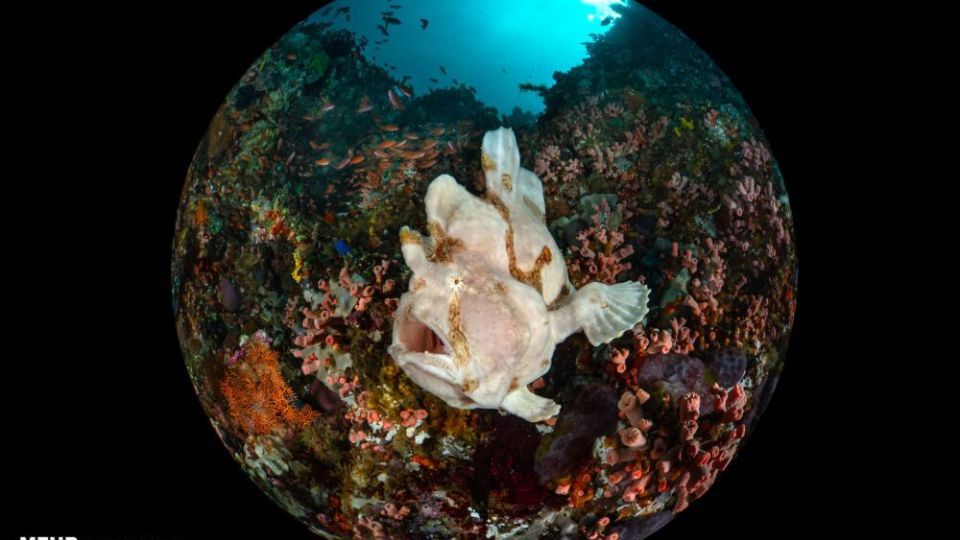 دنیای اعماق اقیانوس از نگاه عکاسان دنیای اعماق اقیانوس از نگاه عکاسان