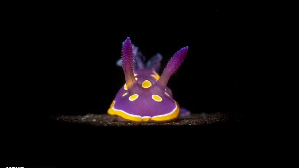 دنیای اعماق اقیانوس از نگاه عکاسان دنیای اعماق اقیانوس از نگاه عکاسان