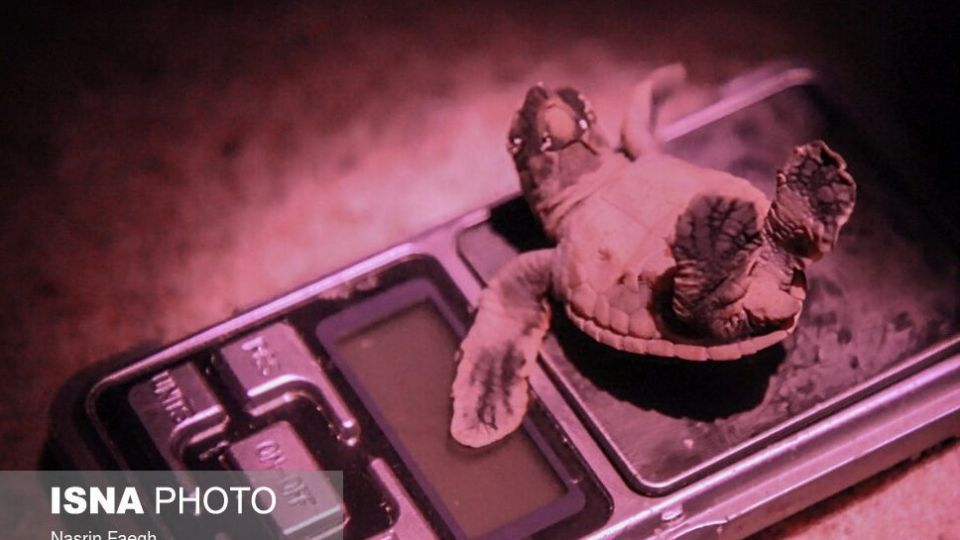 تولد جوجه لاکپشتها در جزیره کیش تولد جوجه لاکپشتها در جزیره کیش