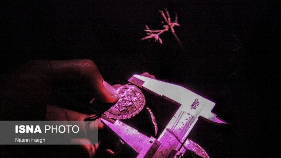 تولد جوجه لاکپشتها در جزیره کیش تولد جوجه لاکپشتها در جزیره کیش