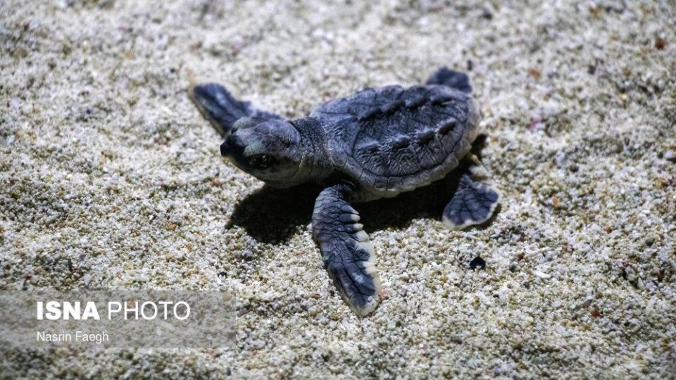 تولد جوجه لاکپشتها در جزیره کیش تولد جوجه لاکپشتها در جزیره کیش