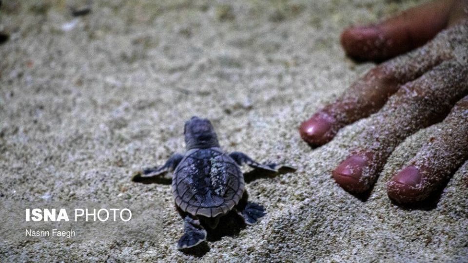 تولد جوجه لاکپشتها در جزیره کیش تولد جوجه لاکپشتها در جزیره کیش