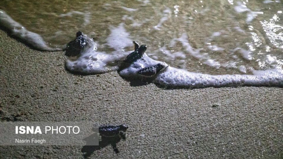 تولد جوجه لاکپشتها در جزیره کیش تولد جوجه لاکپشتها در جزیره کیش