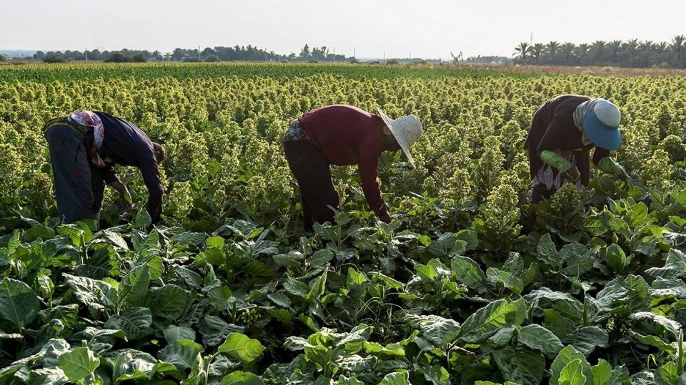 برداشت تنباکو - دشتستان بوشهر برداشت تنباکو - دشتستان بوشهر