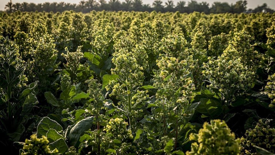 برداشت تنباکو - دشتستان بوشهر برداشت تنباکو - دشتستان بوشهر