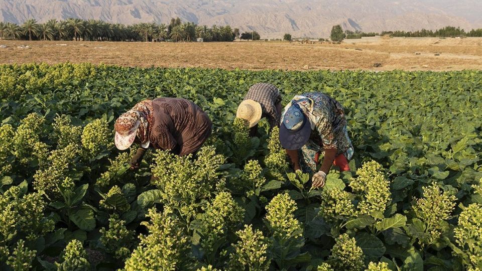 برداشت تنباکو - دشتستان بوشهر برداشت تنباکو - دشتستان بوشهر