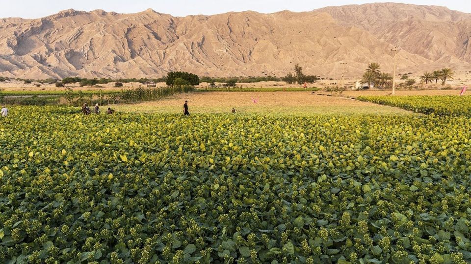 برداشت تنباکو - دشتستان بوشهر برداشت تنباکو - دشتستان بوشهر