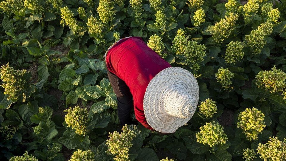 برداشت تنباکو - دشتستان بوشهر برداشت تنباکو - دشتستان بوشهر