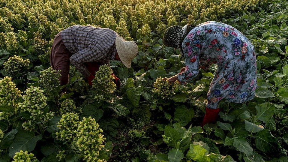 برداشت تنباکو - دشتستان بوشهر برداشت تنباکو - دشتستان بوشهر