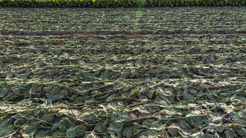 برداشت تنباکو - دشتستان بوشهر برداشت تنباکو - دشتستان بوشهر