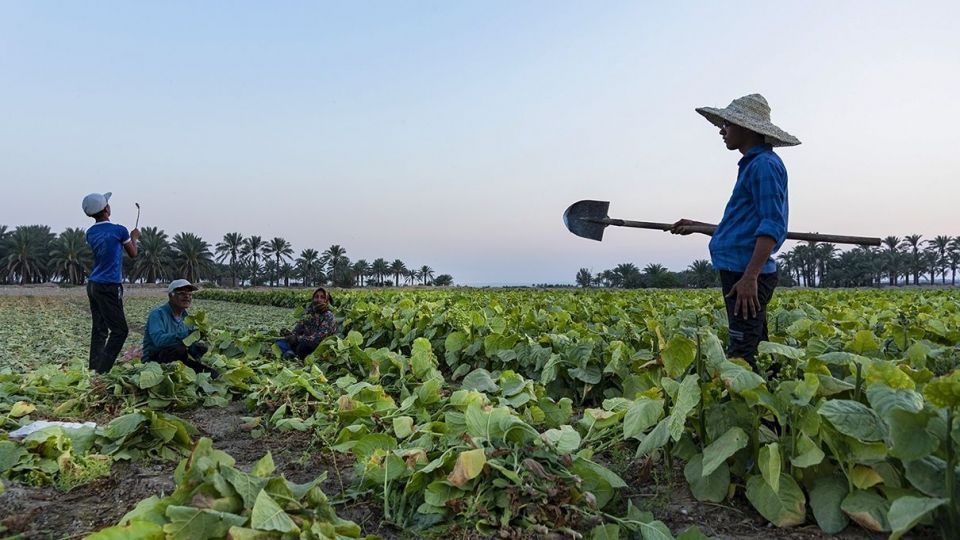 برداشت تنباکو - دشتستان بوشهر برداشت تنباکو - دشتستان بوشهر