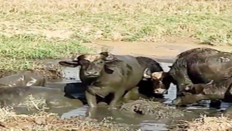 فاجعه تلف شدن گاومیش‌ها بیخ گوش خوزستان