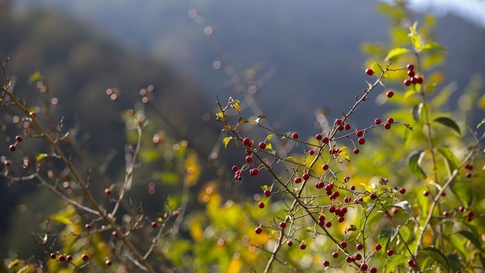 روستای شاه میلرزان - گیلان روستای شاه میلرزان - گیلان