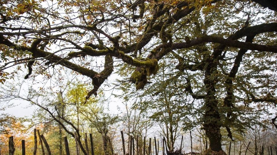 روستای شاه میلرزان - گیلان روستای شاه میلرزان - گیلان