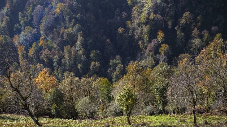 روستای شاه میلرزان - گیلان روستای شاه میلرزان - گیلان