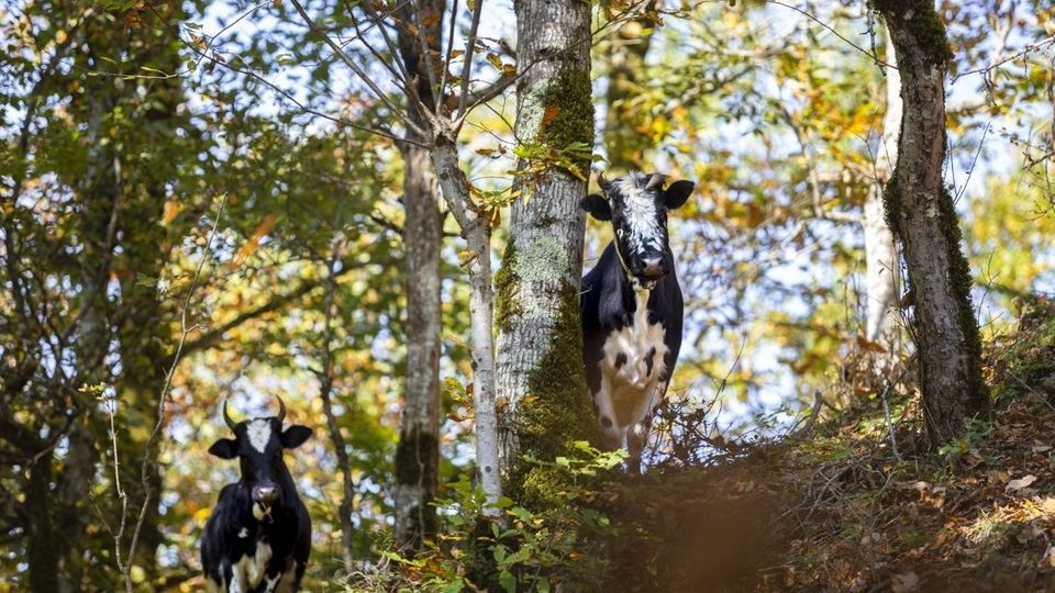 روستای شاه میلرزان - گیلان روستای شاه میلرزان - گیلان