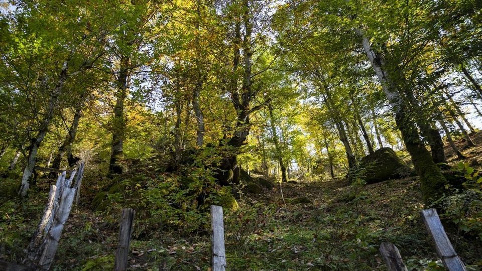 روستای شاه میلرزان - گیلان روستای شاه میلرزان - گیلان