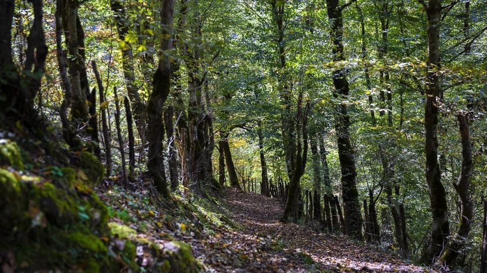 روستای شاه میلرزان - گیلان روستای شاه میلرزان - گیلان