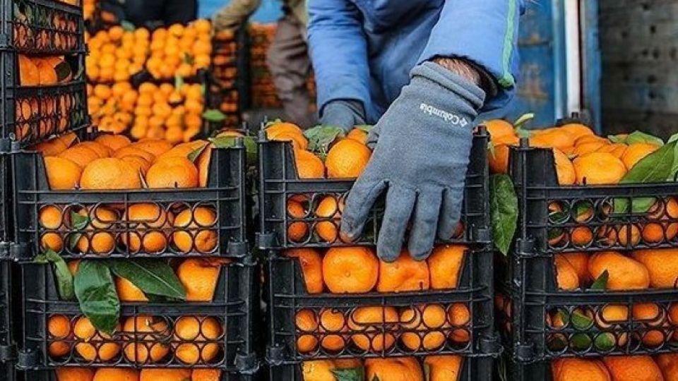 رییس اتحادیه بار فروشان: چیزی به نام مافیای میوه نداریم ! رییس اتحادیه بار فروشان: چیزی به نام مافیای میوه نداریم !