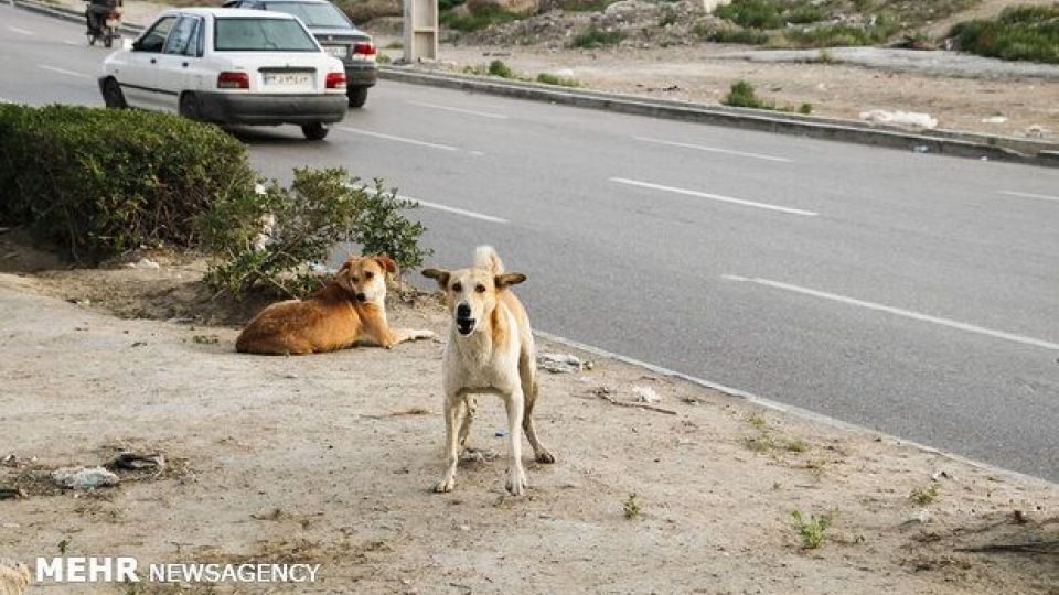 پایتخت تاریخ و تمدن و معضلی به نام «سگ های ولگرد»