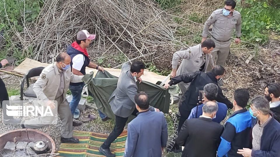 پلنگ سرگردان قائمشهر زنده‌گیری شد