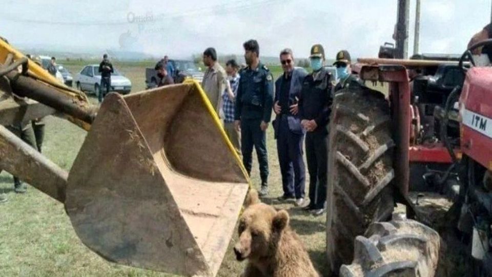 مقصر حادثه تلف شدن یک قلاده خرس در نمین دستگیر شد