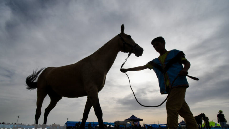 شانزدهمین جشنواره ملی زیبایی اسب اصیل ترکمن شانزدهمین جشنواره ملی زیبایی اسب اصیل ترکمن