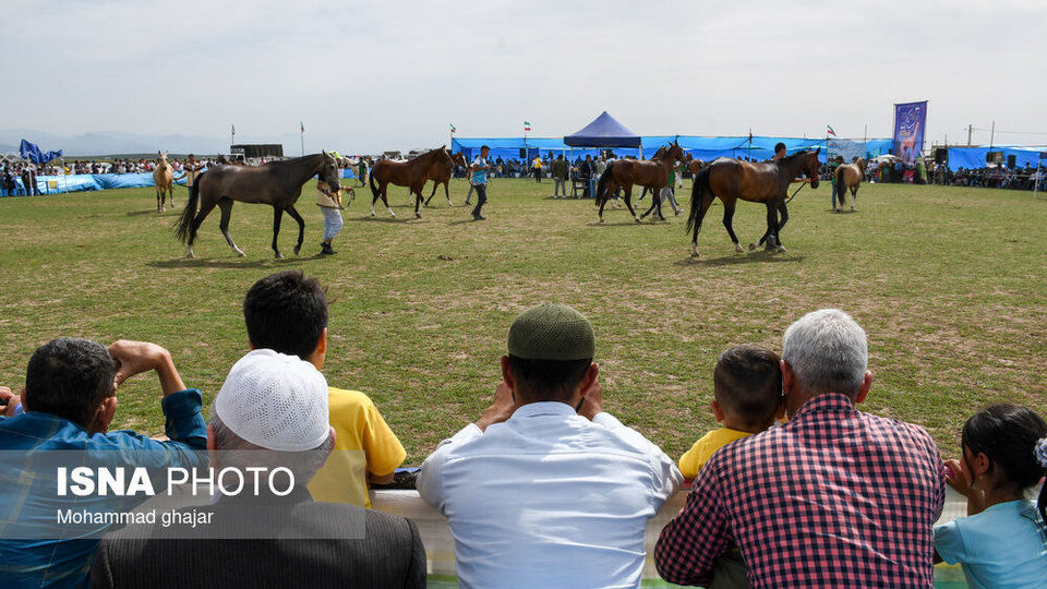 شانزدهمین جشنواره ملی زیبایی اسب اصیل ترکمن شانزدهمین جشنواره ملی زیبایی اسب اصیل ترکمن