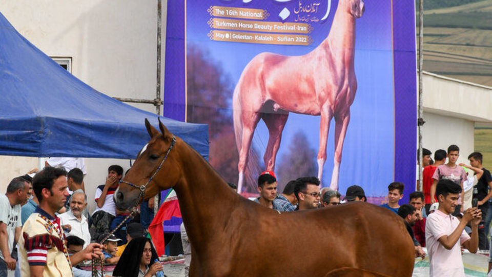 شانزدهمین جشنواره ملی زیبایی اسب اصیل ترکمن شانزدهمین جشنواره ملی زیبایی اسب اصیل ترکمن