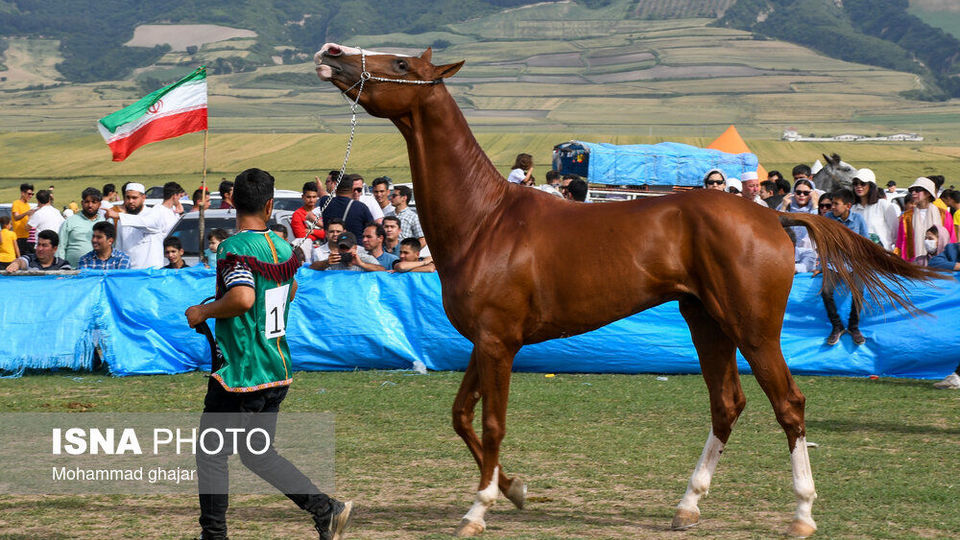 شانزدهمین جشنواره ملی زیبایی اسب اصیل ترکمن شانزدهمین جشنواره ملی زیبایی اسب اصیل ترکمن