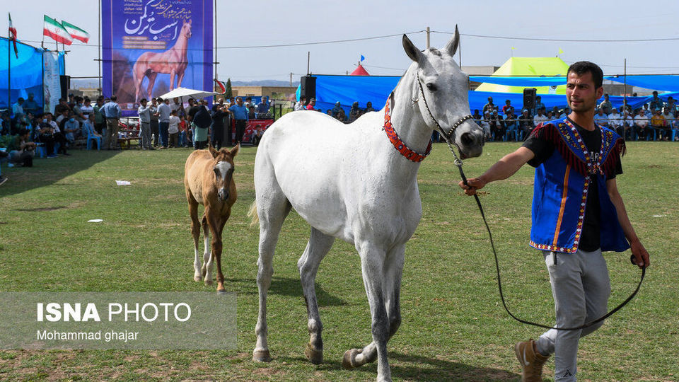 شانزدهمین جشنواره ملی زیبایی اسب اصیل ترکمن شانزدهمین جشنواره ملی زیبایی اسب اصیل ترکمن