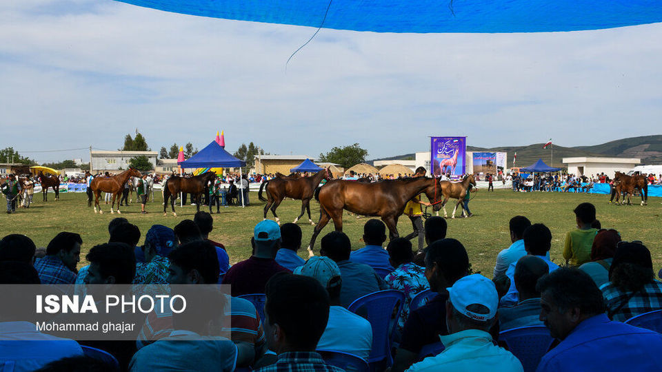 شانزدهمین جشنواره ملی زیبایی اسب اصیل ترکمن شانزدهمین جشنواره ملی زیبایی اسب اصیل ترکمن