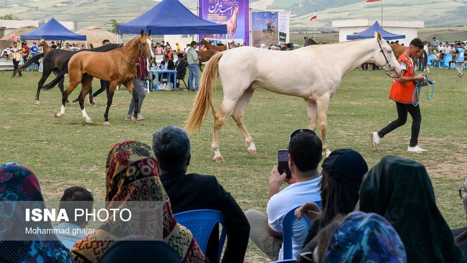 شانزدهمین جشنواره ملی زیبایی اسب اصیل ترکمن شانزدهمین جشنواره ملی زیبایی اسب اصیل ترکمن
