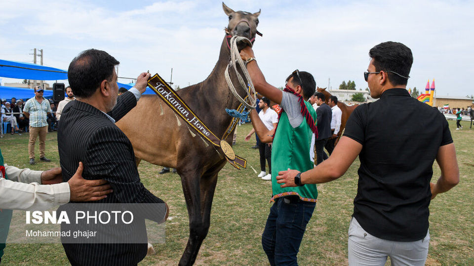 شانزدهمین جشنواره ملی زیبایی اسب اصیل ترکمن شانزدهمین جشنواره ملی زیبایی اسب اصیل ترکمن