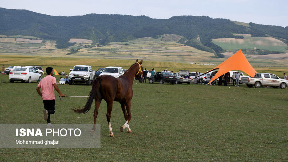 شانزدهمین جشنواره ملی زیبایی اسب اصیل ترکمن شانزدهمین جشنواره ملی زیبایی اسب اصیل ترکمن