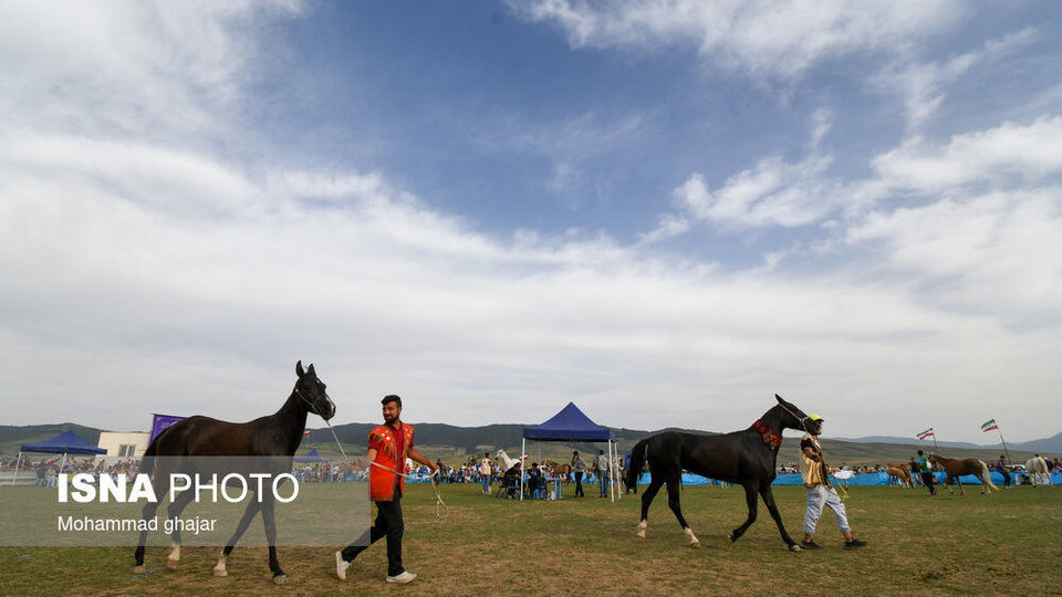 شانزدهمین جشنواره ملی زیبایی اسب اصیل ترکمن شانزدهمین جشنواره ملی زیبایی اسب اصیل ترکمن