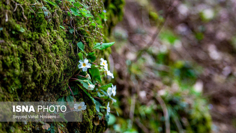 آبشارهای روستای «شالما» آبشارهای روستای «شالما»